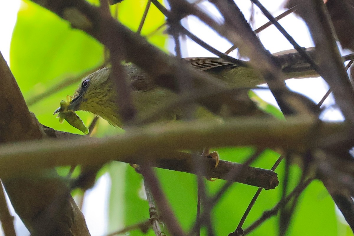 Pin-striped Tit-Babbler - Rahul Pereira