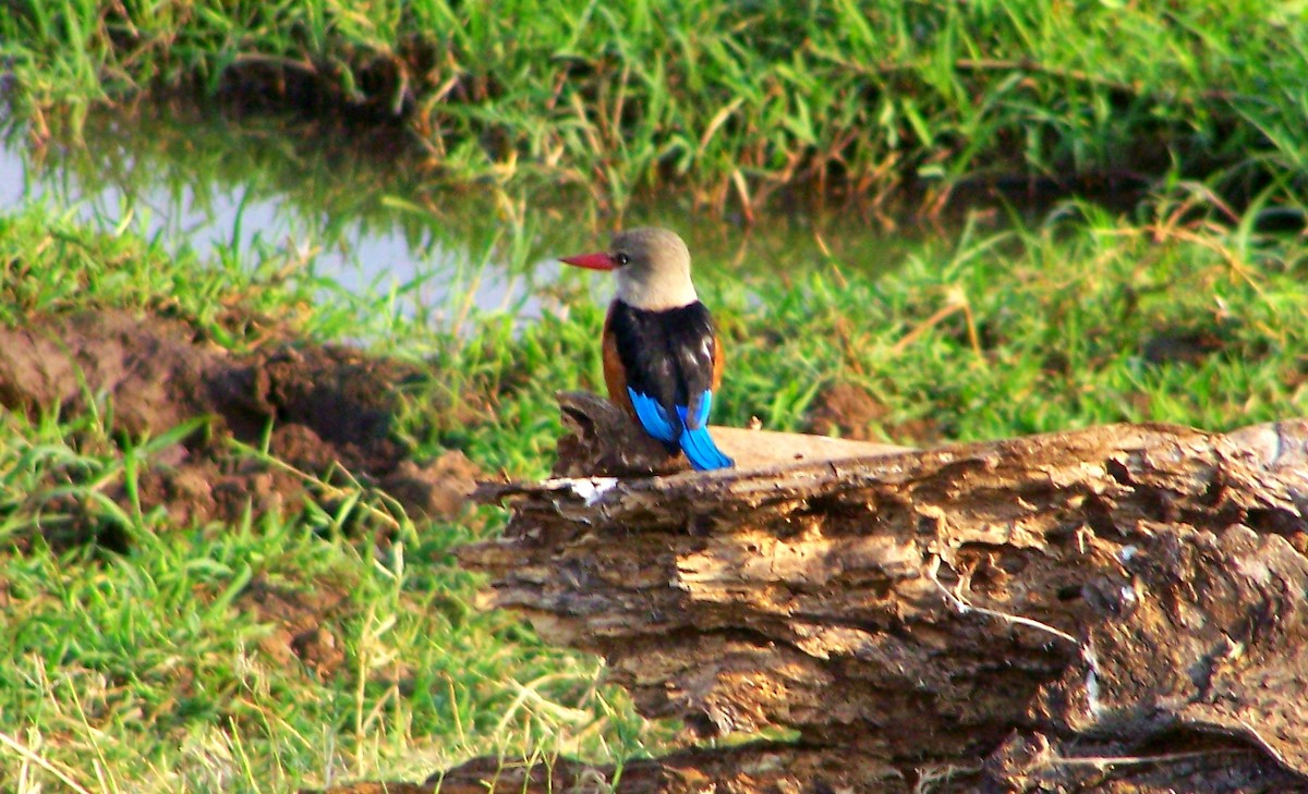 Gray-headed Kingfisher - ML617870333