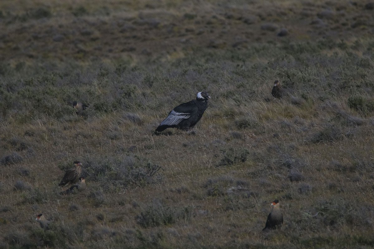 Andean Condor - ML617870337