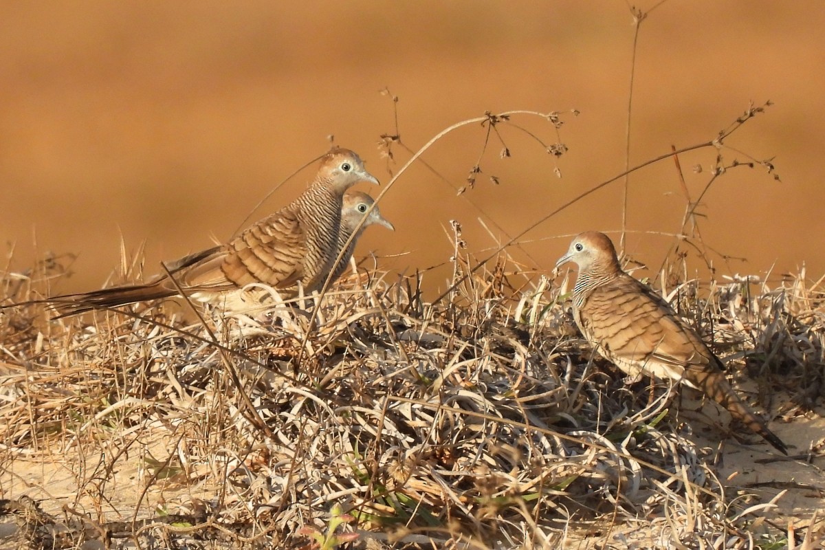 Zebra Dove - ML617870341