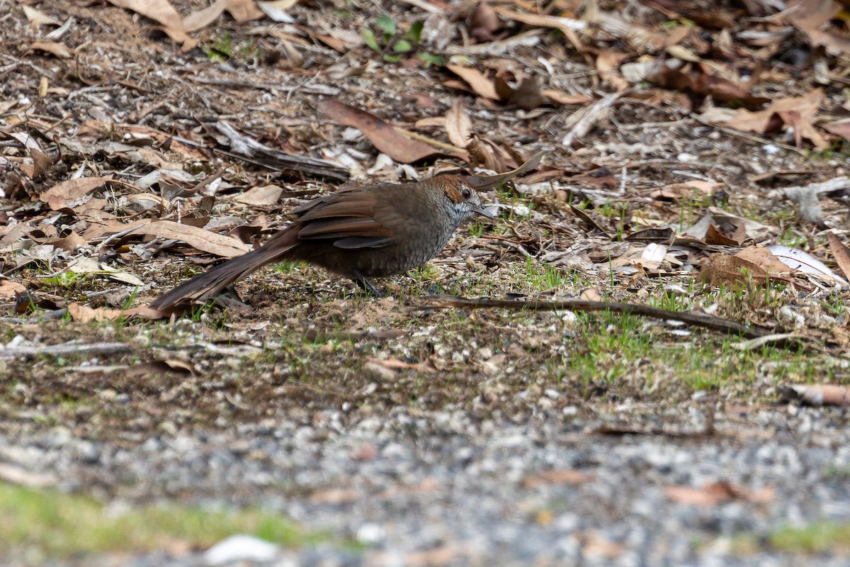 Rufous Bristlebird - ML617870401