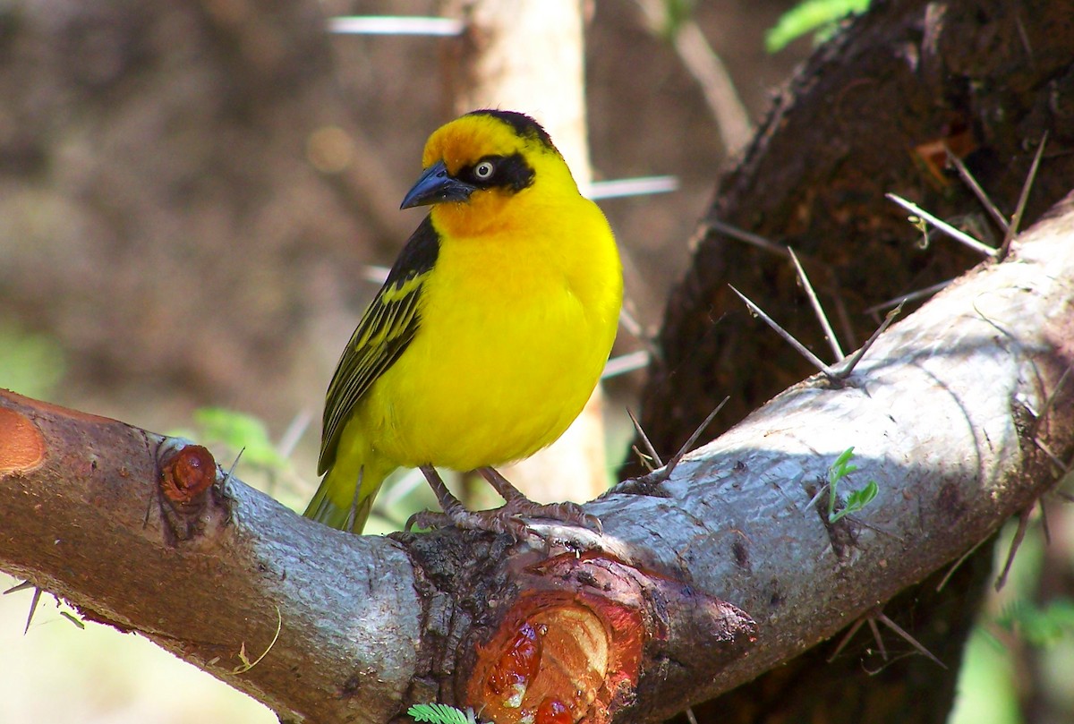 Baglafecht Weaver - ML617870404