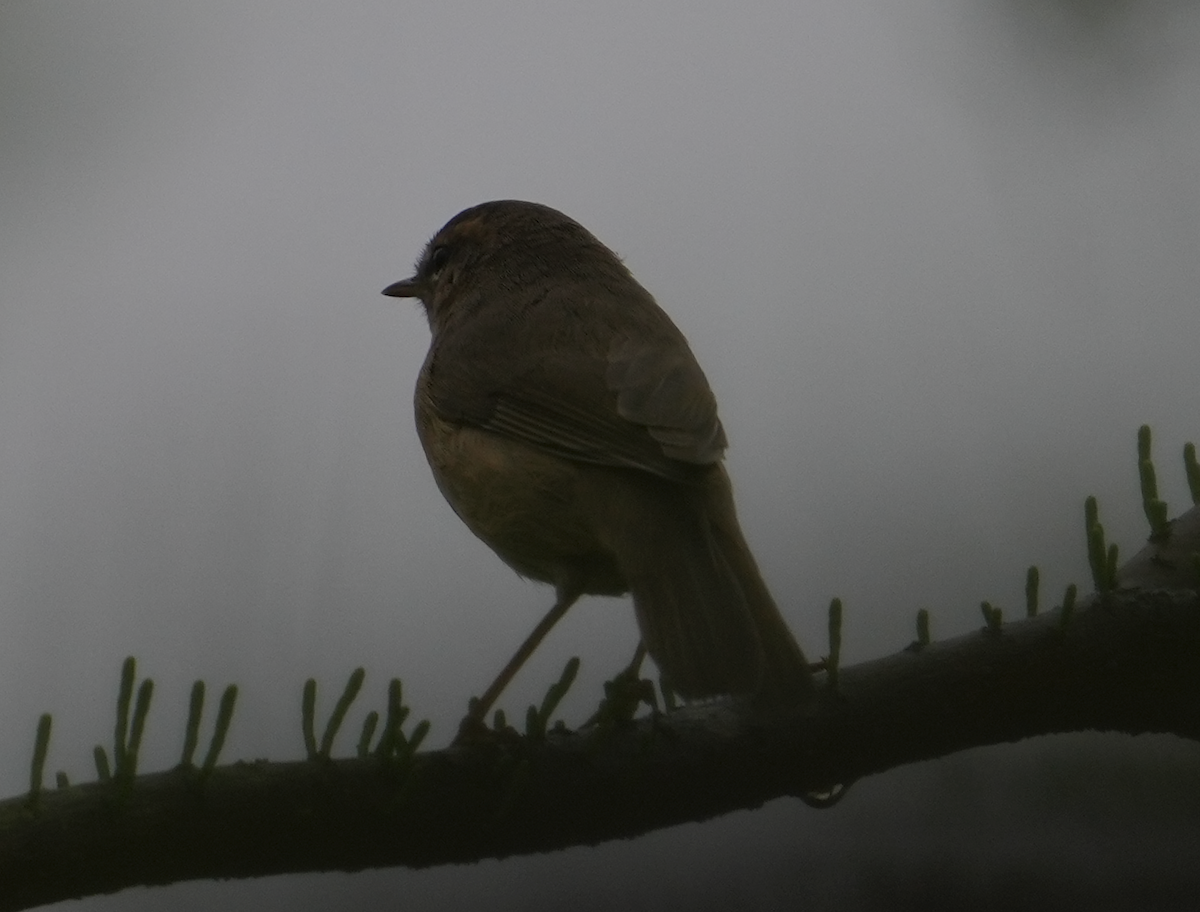 Dusky Warbler - ML617870414