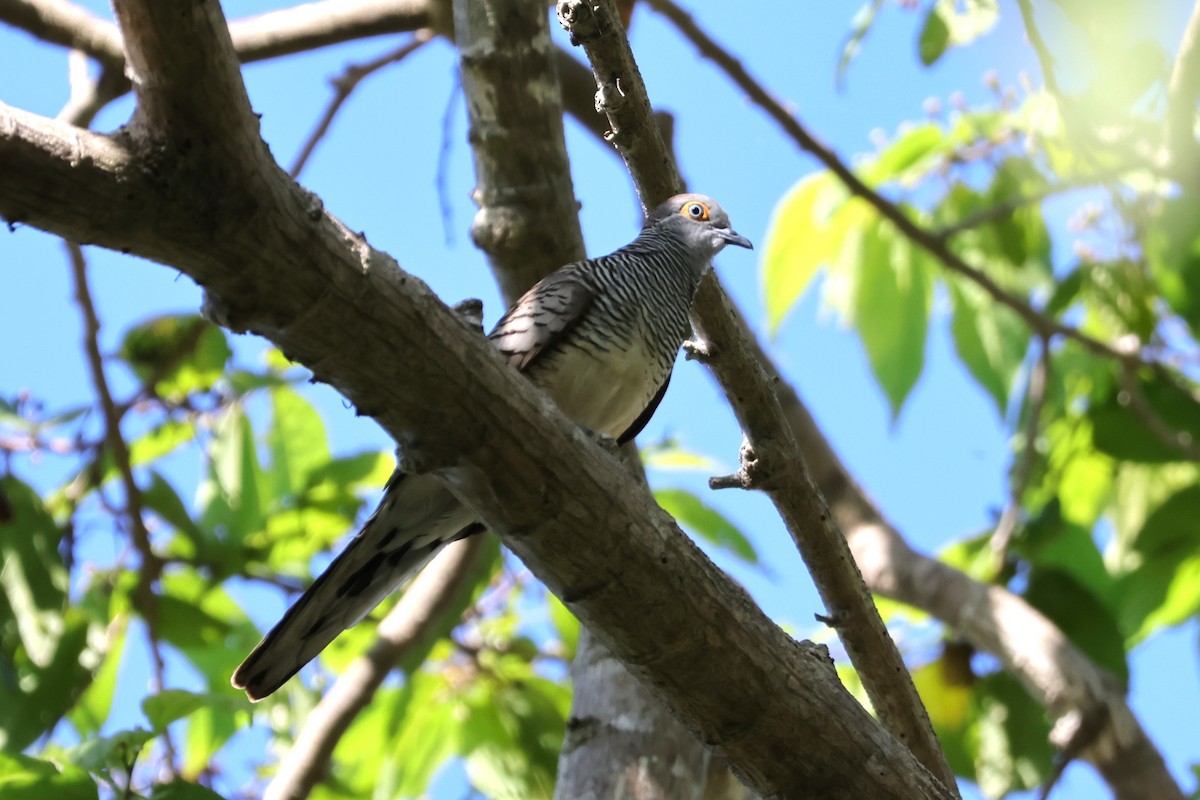 Barred Dove - ML617870448