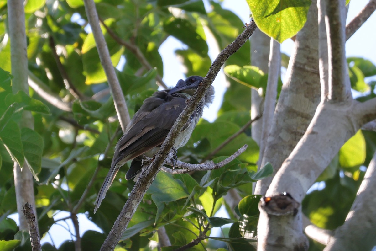 Helmeted Friarbird - 瑞珍 楊