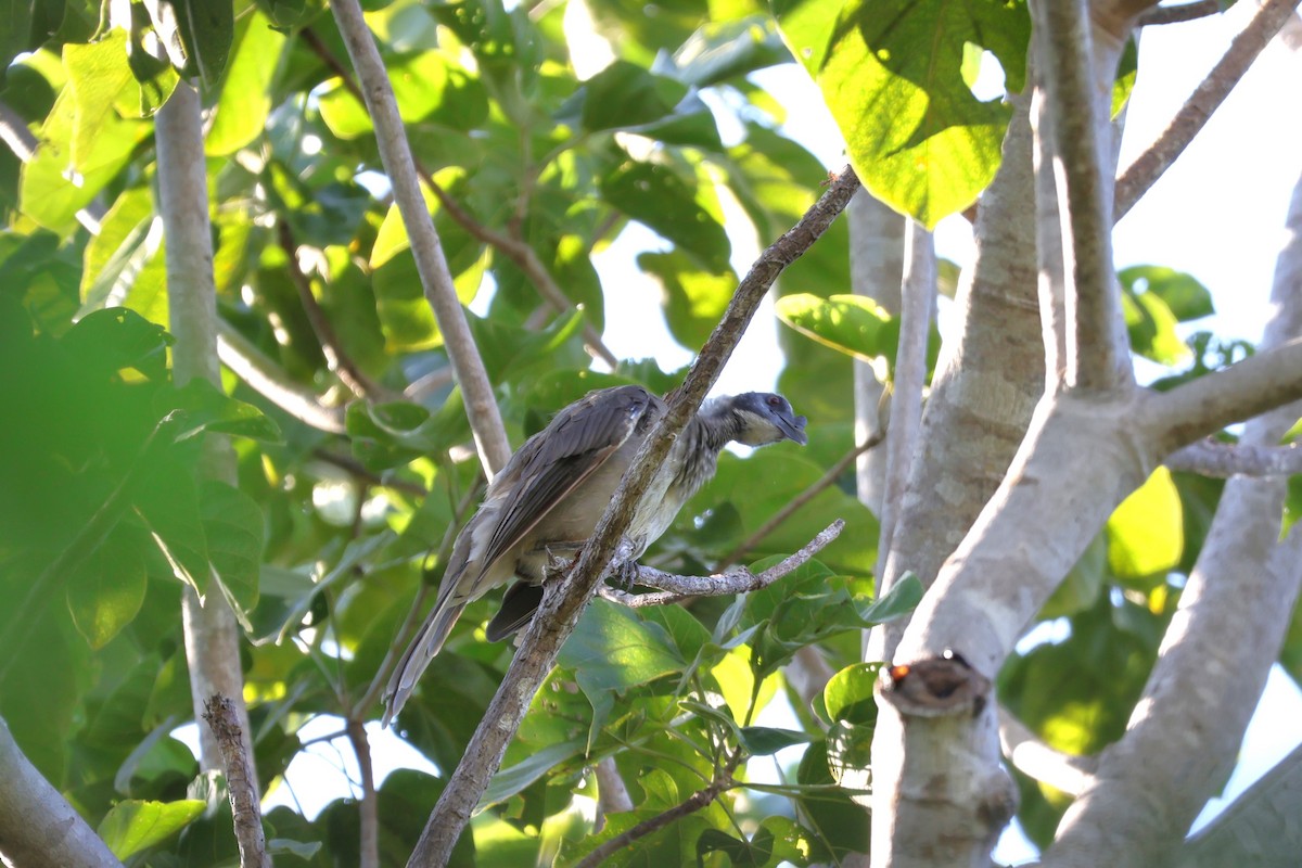 Helmeted Friarbird - 瑞珍 楊