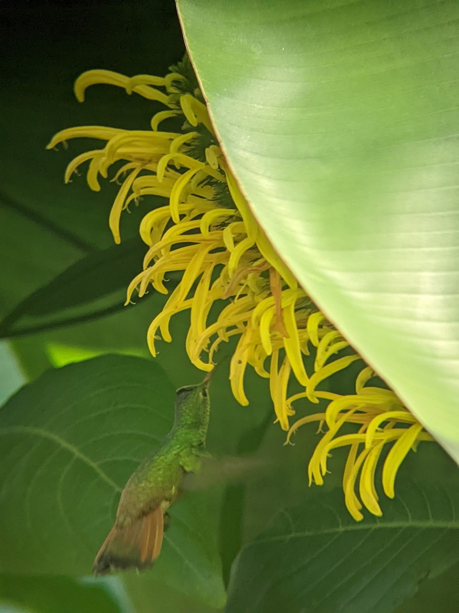 Buff-bellied Hummingbird - ML617870484