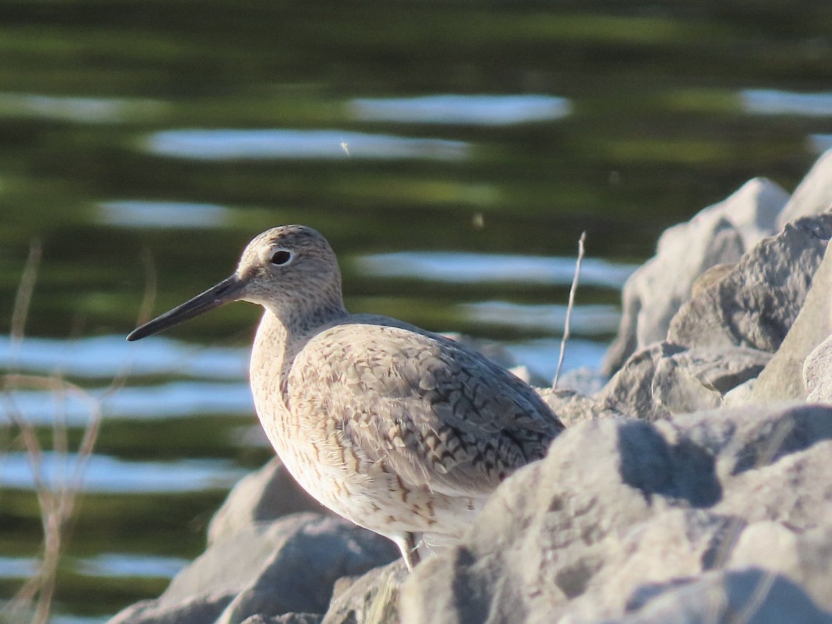 Willet - Kathie Kent