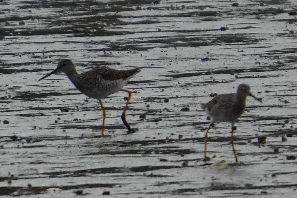 Greater Yellowlegs - ML617870511