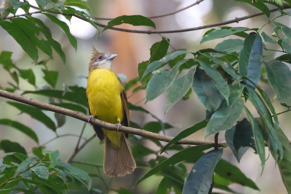 White-throated Bulbul - Rahul Pereira