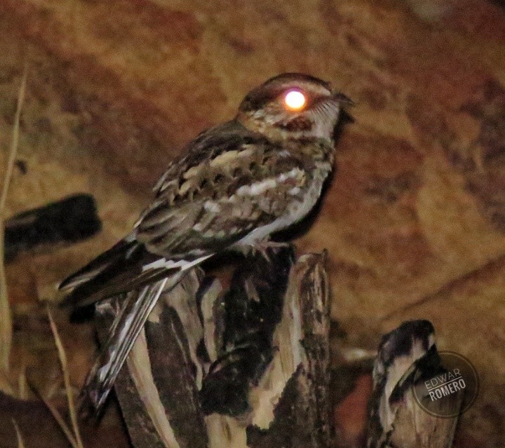 White-tailed Nightjar - EDWAR ROMERO