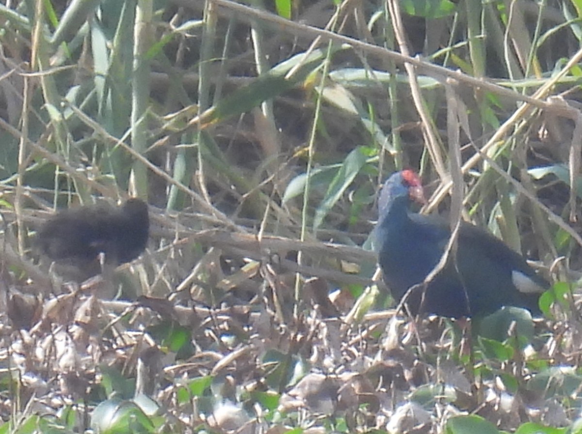 African Swamphen - ML617870596