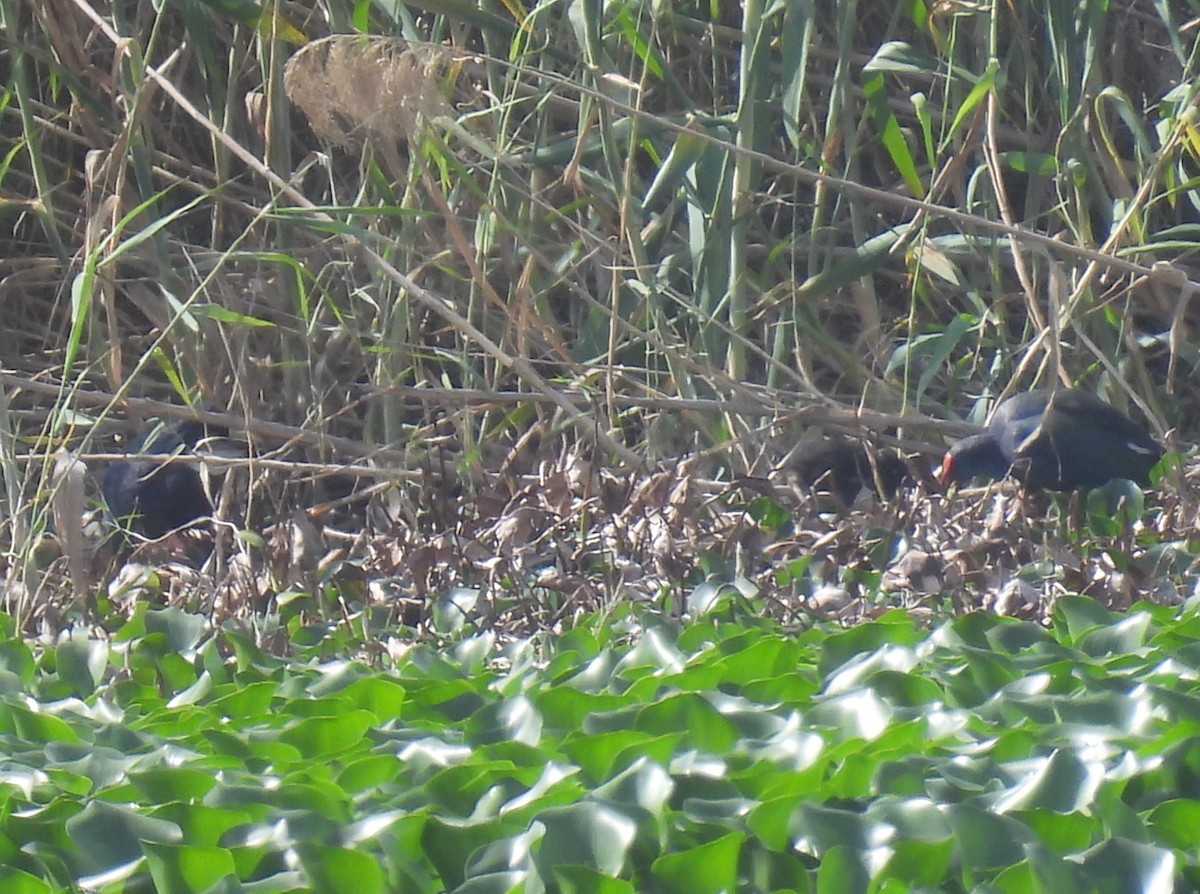 African Swamphen - ML617870598