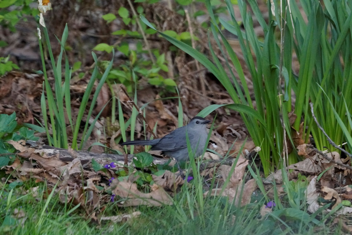 Gray Catbird - ML617870620