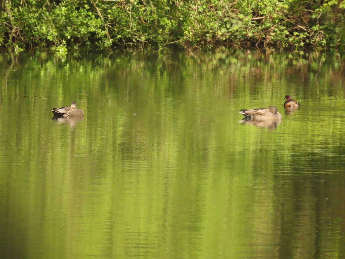 Gadwall - ML617870635