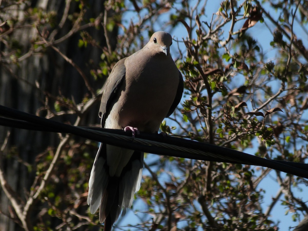 Mourning Dove - John  Kiseda