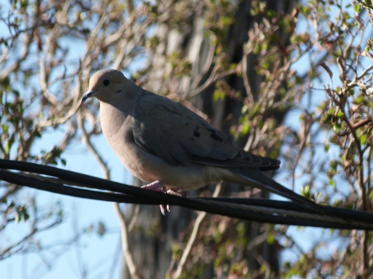 Mourning Dove - John  Kiseda