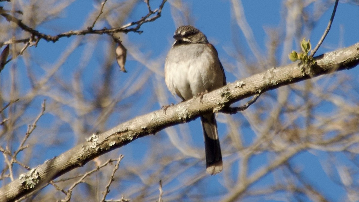 Bridled Sparrow - ML617870662