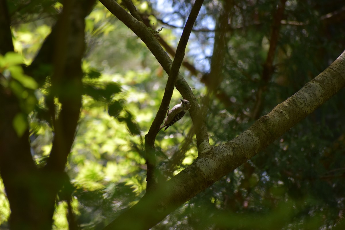 Japanese Pygmy Woodpecker - Hitomi Ward