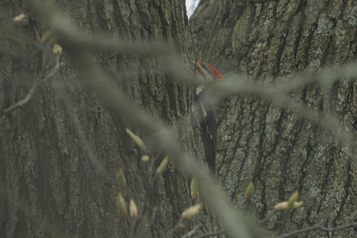 Pileated Woodpecker - ML617870671