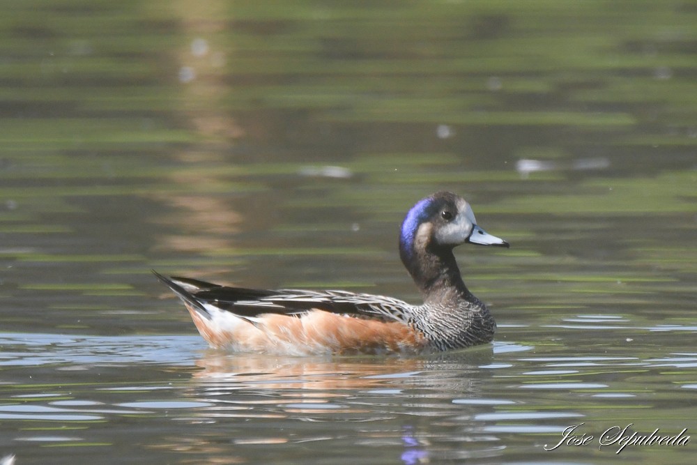 Chiloe Wigeon - ML617870708