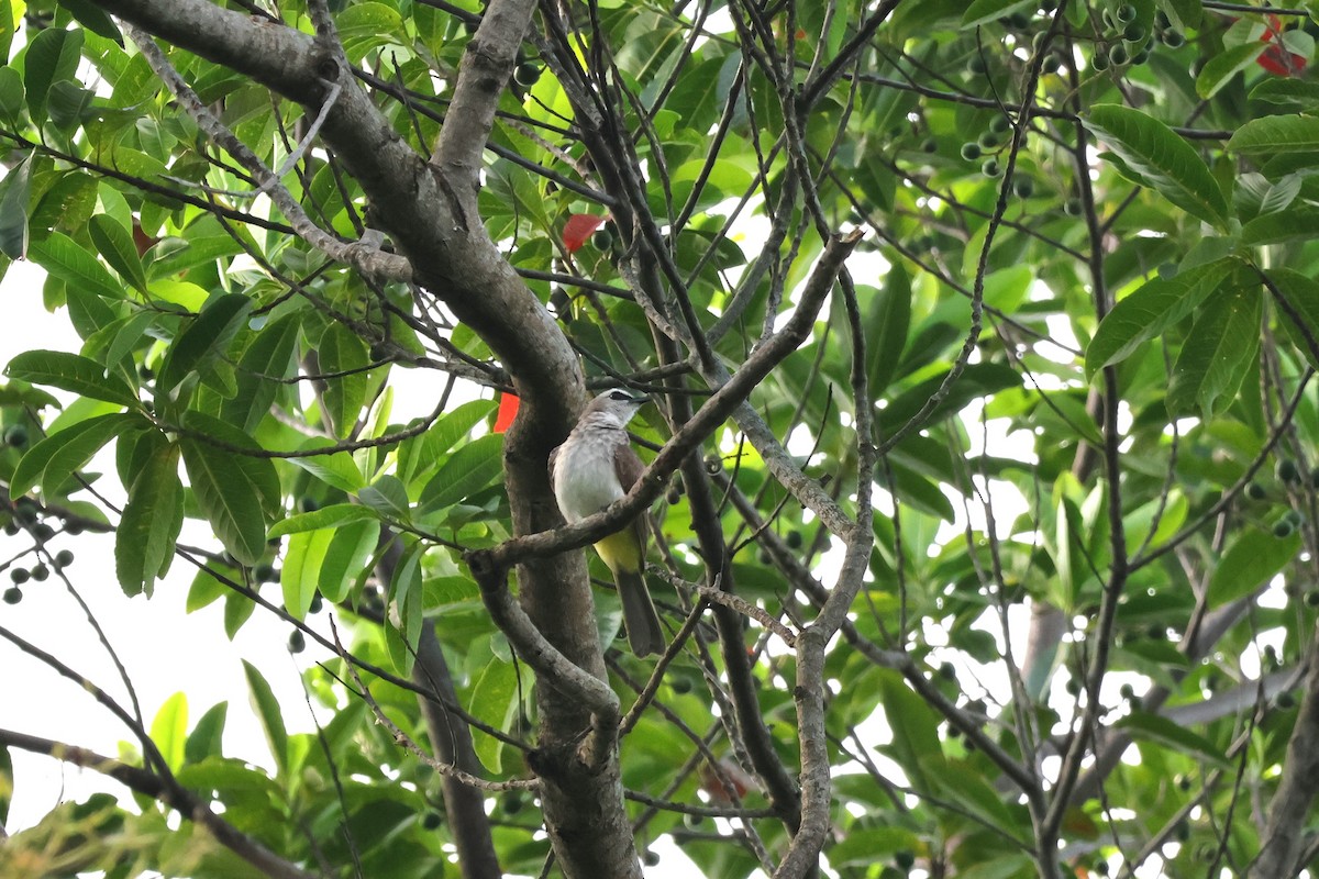 Yellow-vented Bulbul - ML617870731