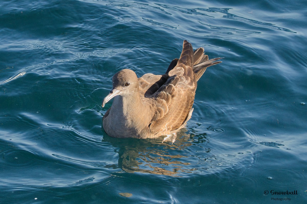 Wedge-tailed Shearwater - ML617870799