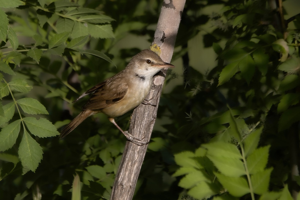 Great Reed Warbler - ML617870824