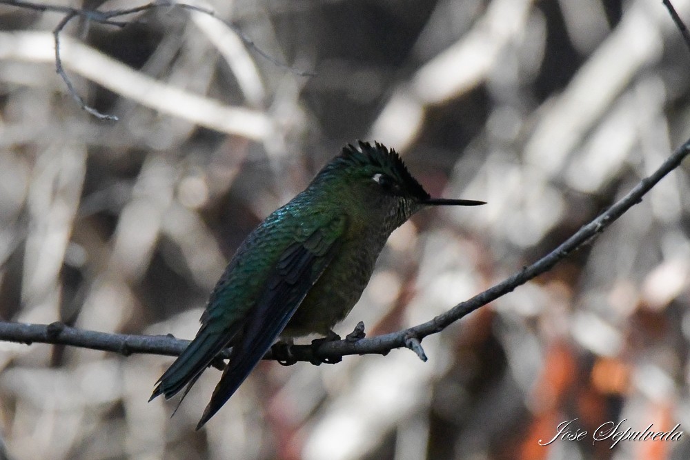 Green-backed Firecrown - ML617870827