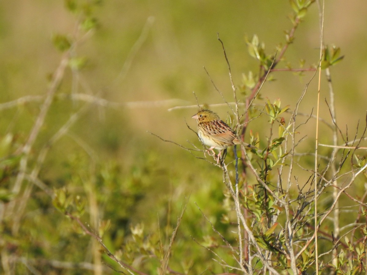 Henslow's Sparrow - ML617870832