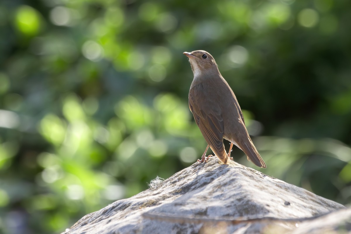 Thrush Nightingale - ML617870834
