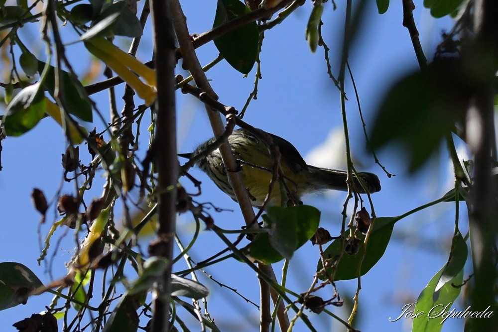 Tufted Tit-Tyrant - ML617870879