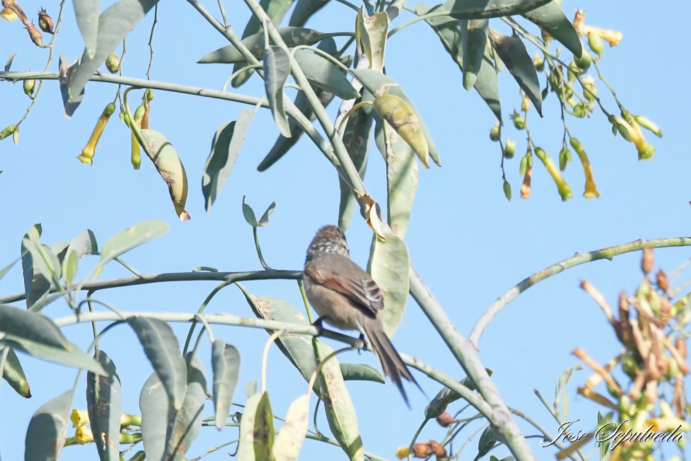 Plain-mantled Tit-Spinetail - ML617870880