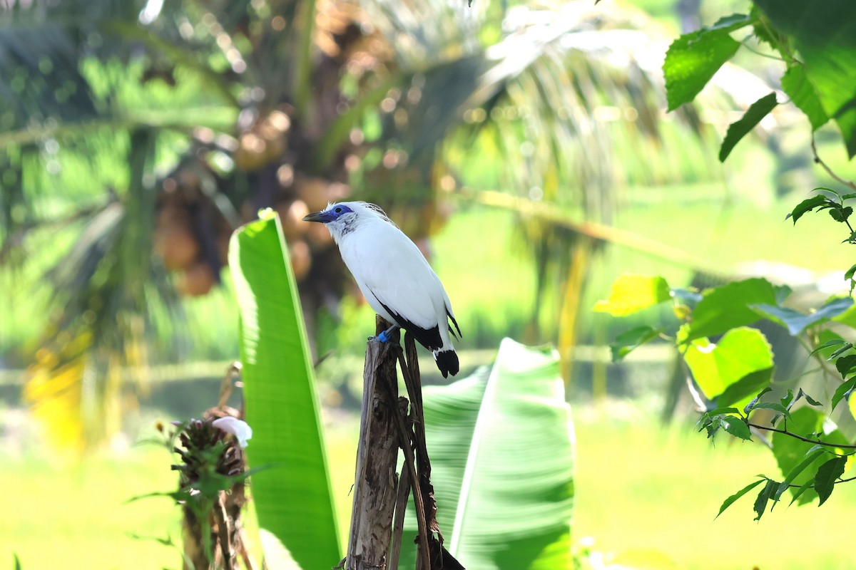 Bali Myna - 瑞珍 楊