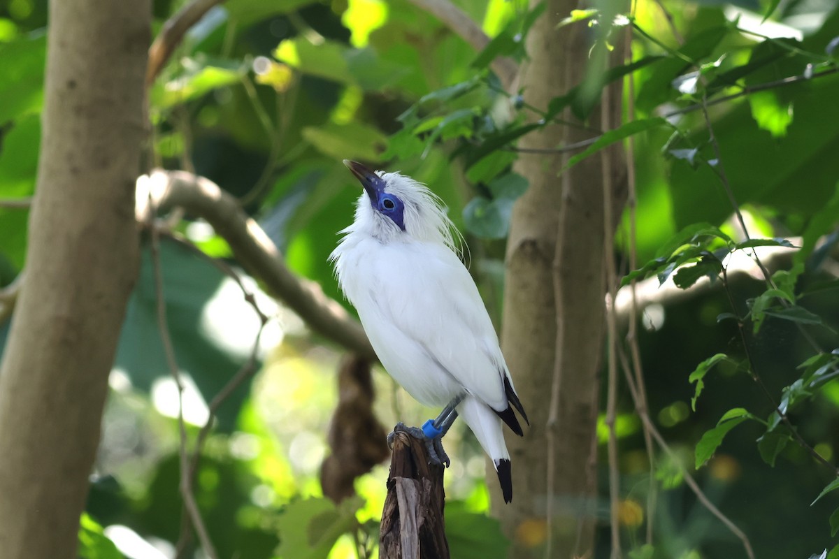 Bali Myna - 瑞珍 楊