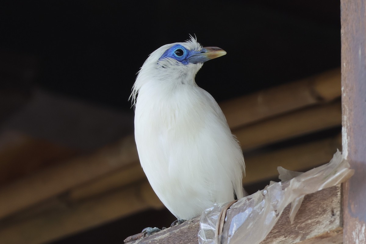 Bali Myna - 瑞珍 楊