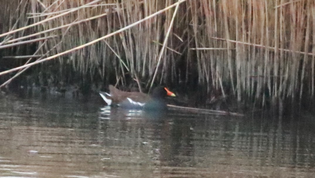 Common Gallinule - ML617870909