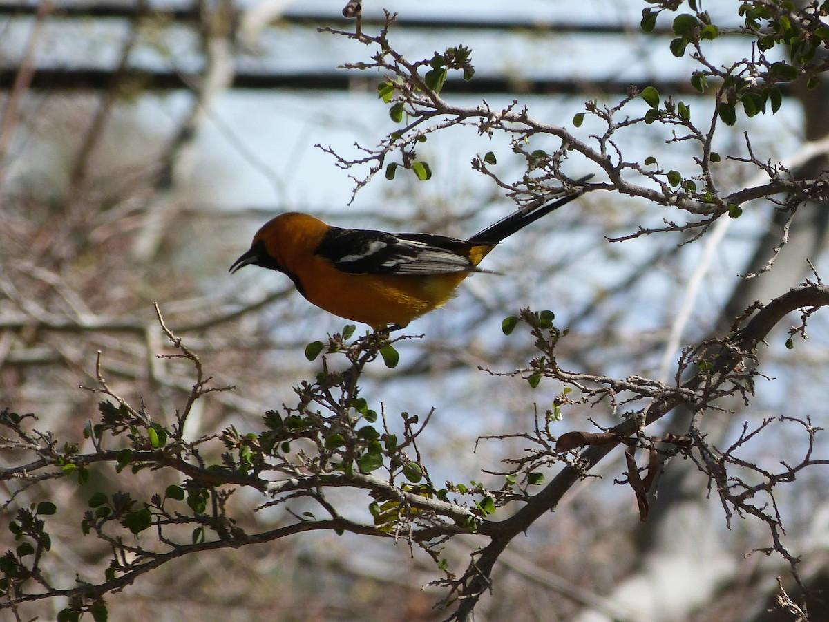 Hooded Oriole - John  Kiseda