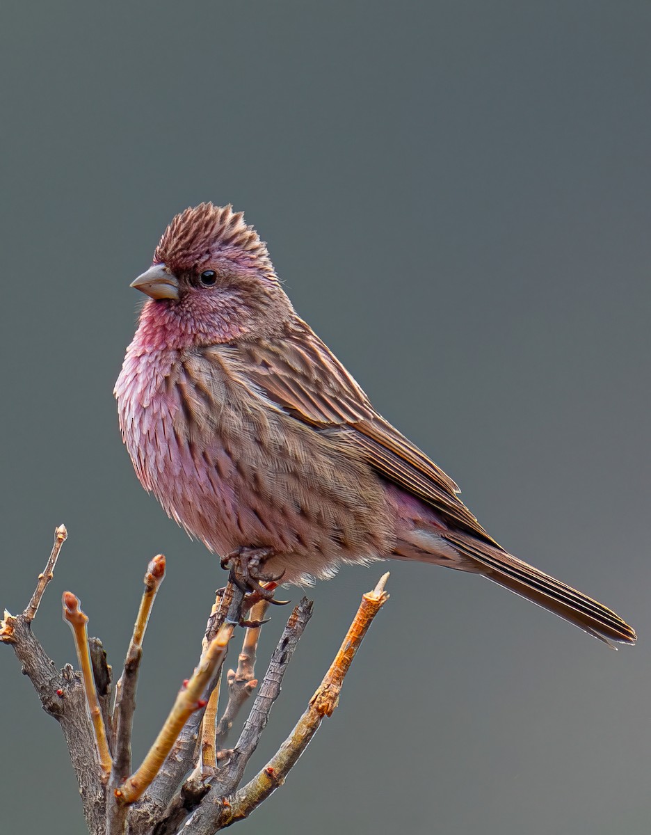 Himalayan Beautiful Rosefinch - ML617870933