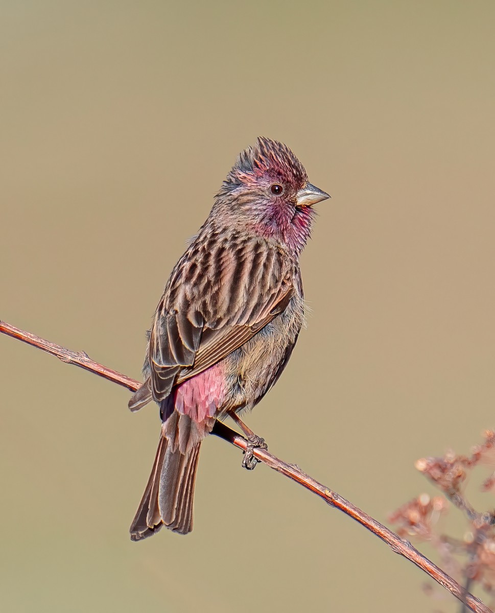 Himalayan Beautiful Rosefinch - ML617870934