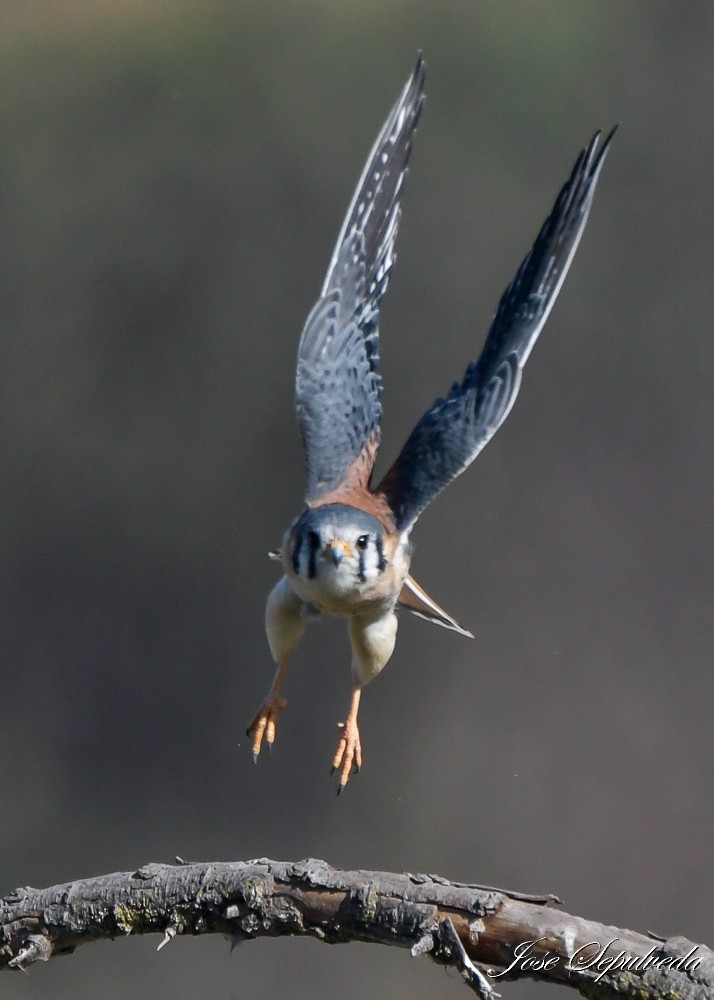 American Kestrel - ML617870943