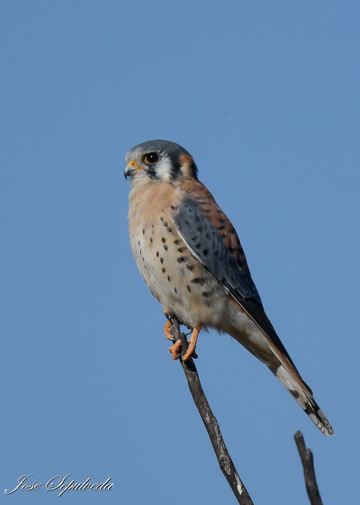 American Kestrel - ML617870944