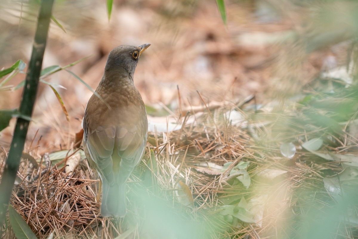 Pale Thrush - ML617870947