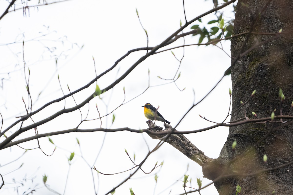 Narcissus Flycatcher - Elias Ludescher