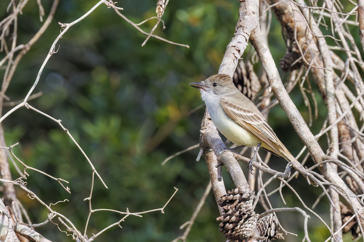 Ash-throated Flycatcher - ML617871004