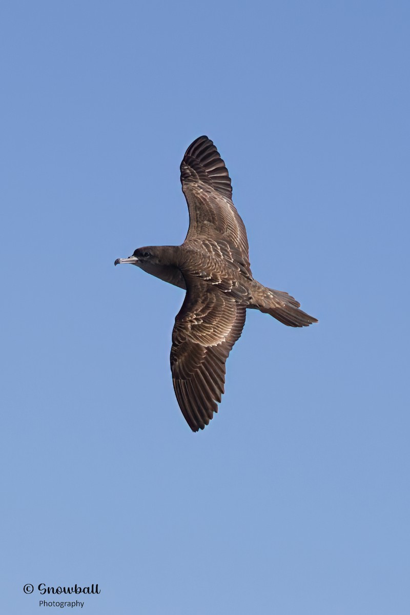 Wedge-tailed Shearwater - ML617871007