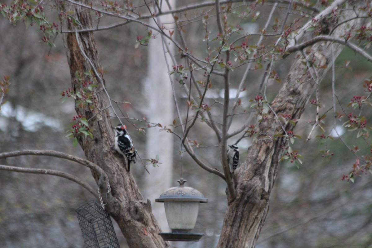Hairy Woodpecker - MA 2