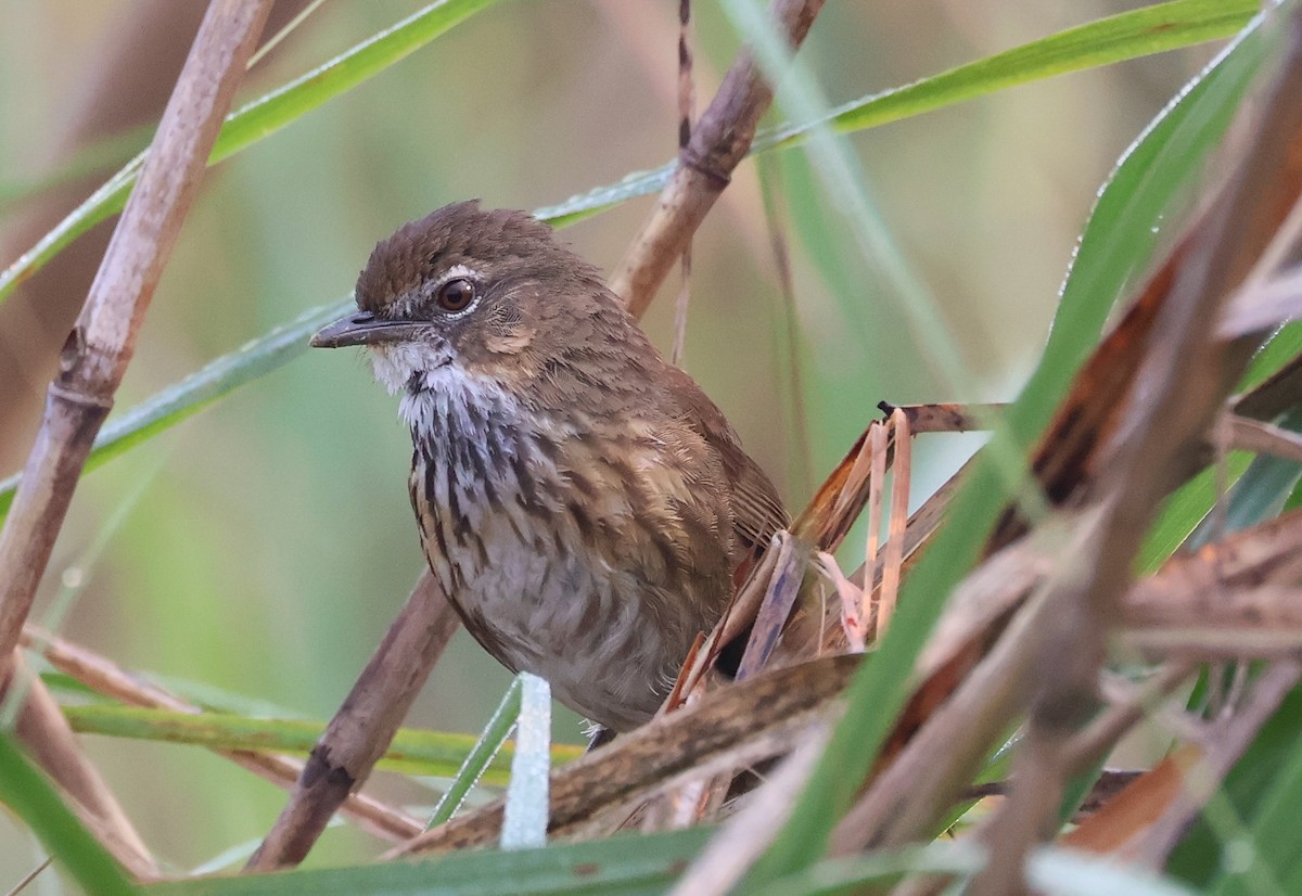 Marsh Babbler - Rahul Pereira