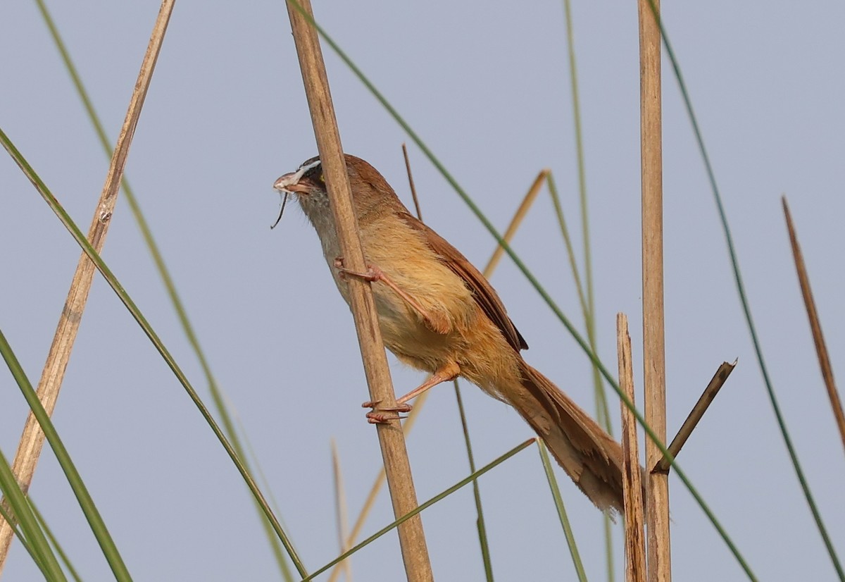 Jerdon's Babbler - ML617871035