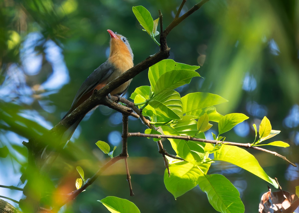 Red-billed Malkoha - ML617871048